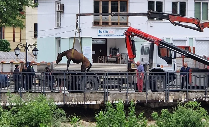 Спасиха коне от придошлите води на река Бели Вит в Тетевен