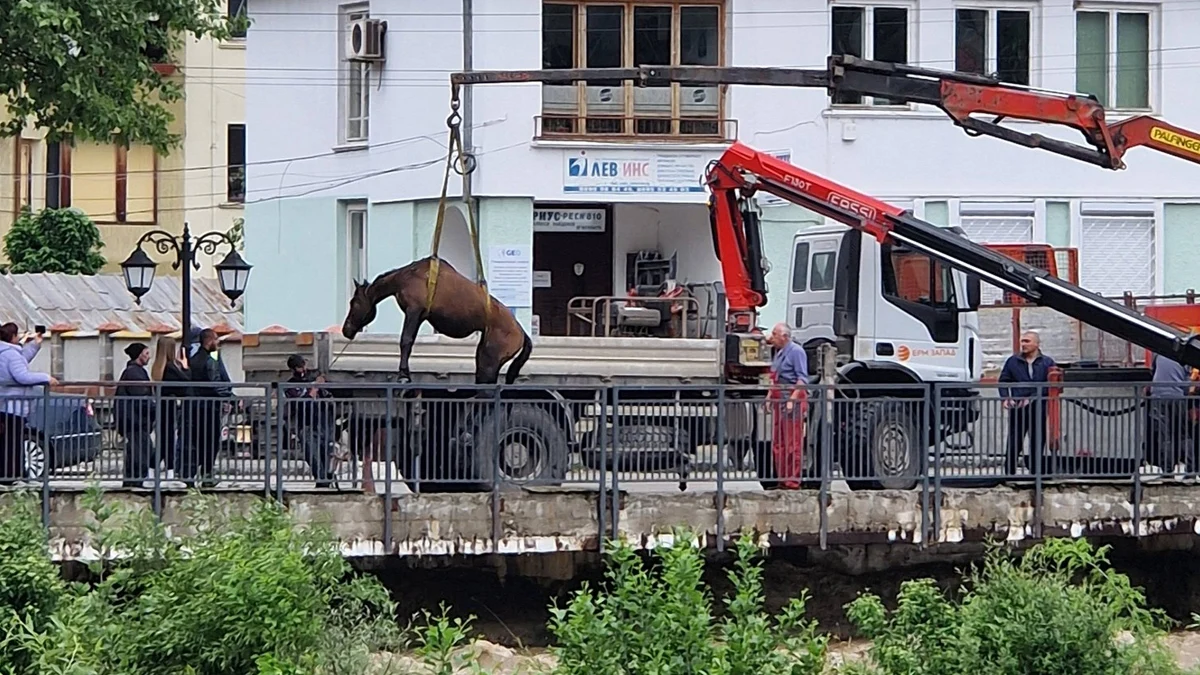 Спасиха коне от придошлите води на река Бели Вит в Тетевен