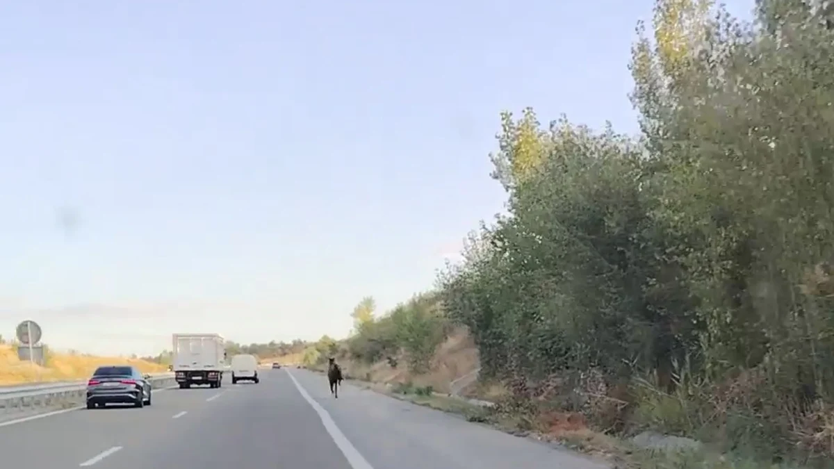 Кон препуска на магистрала „Струма